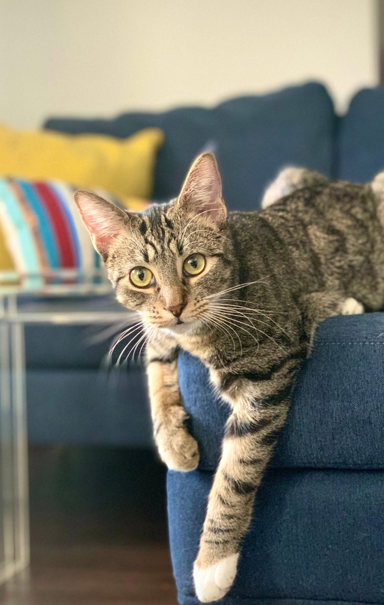 chat sur un canapé