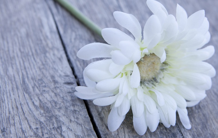 fleur blanche